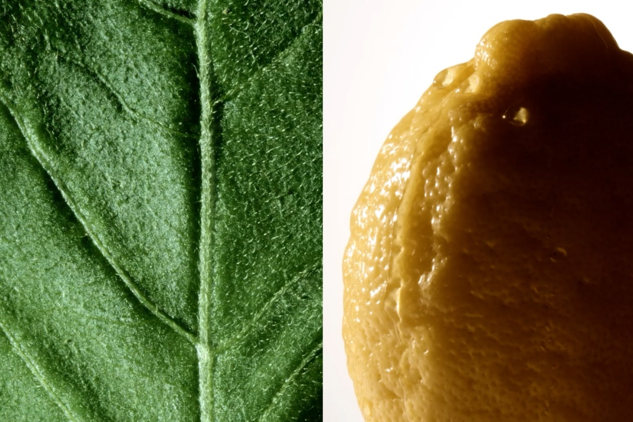 与广藿香一起的，还有清新脱俗的佛手柑气息，共同营造出这款淡香氛纯净特别的感觉。同时，烟熏感香草、野生岩玫瑰劳丹脂和麝香与调和的墨水完美结合，体现出一种圆润柔和的力量。